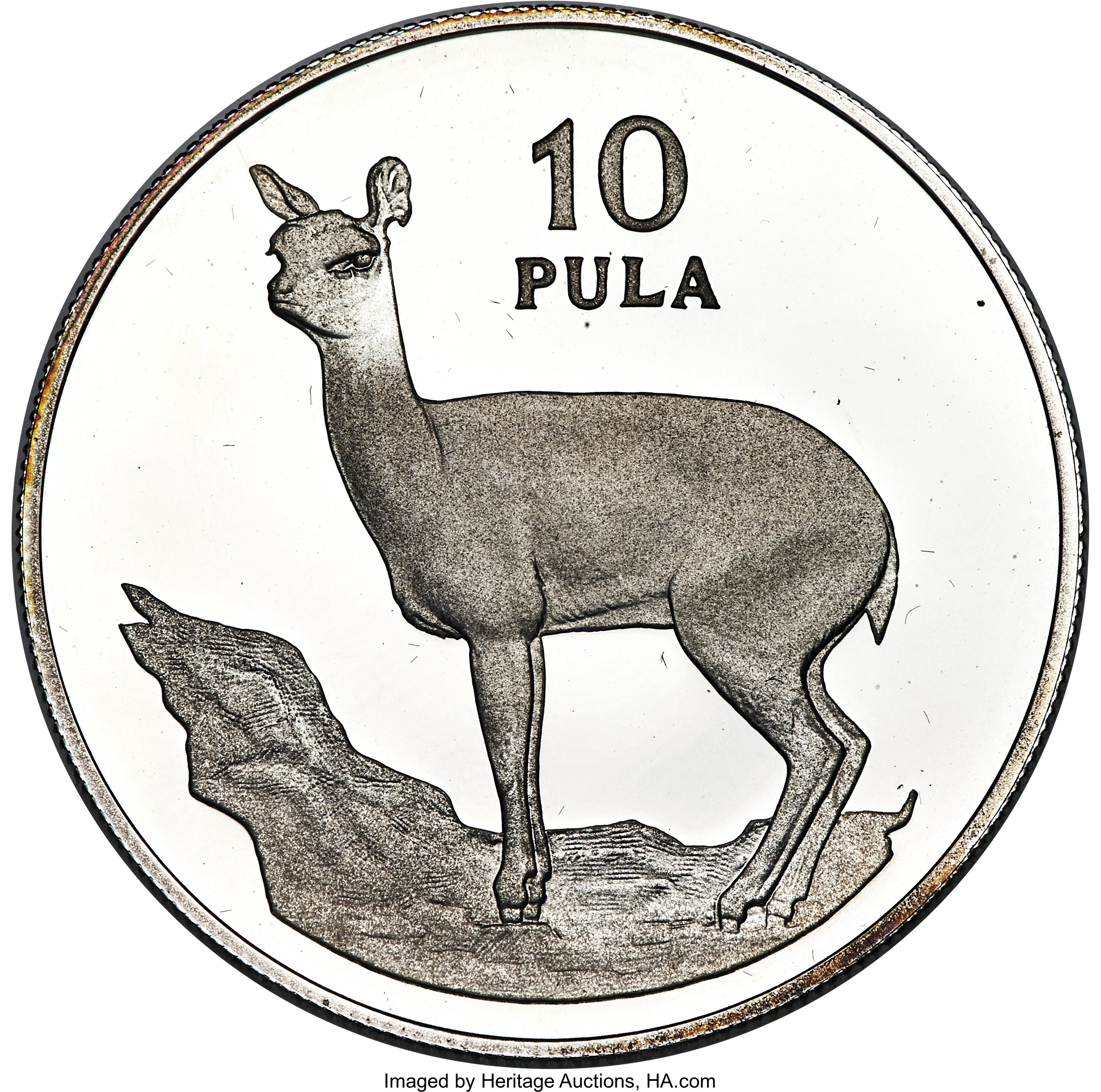 10 pula silver - Oréotrague